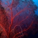 seafan_sr_v_0705_png0221.jpg